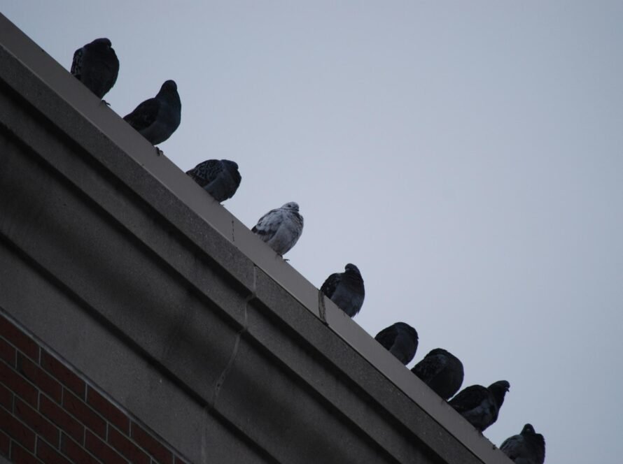 8CLICKS| a group of birds on a roof
