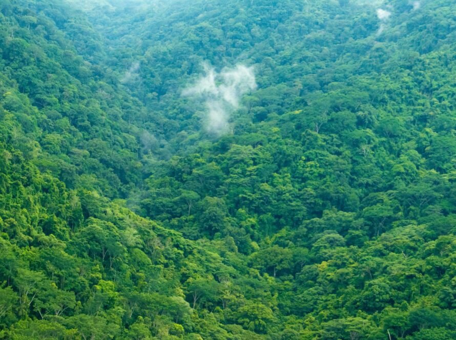 8CLICKS | Forest top view