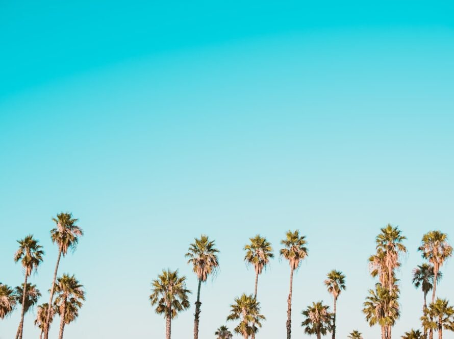 8CLICKS| a group of palm trees