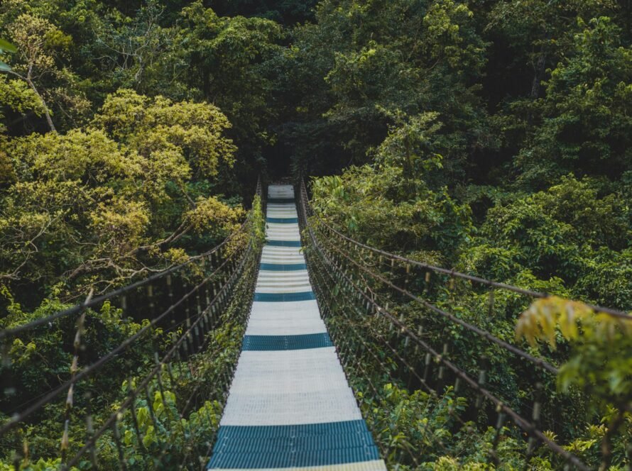 8clicks | forest canopy bridge