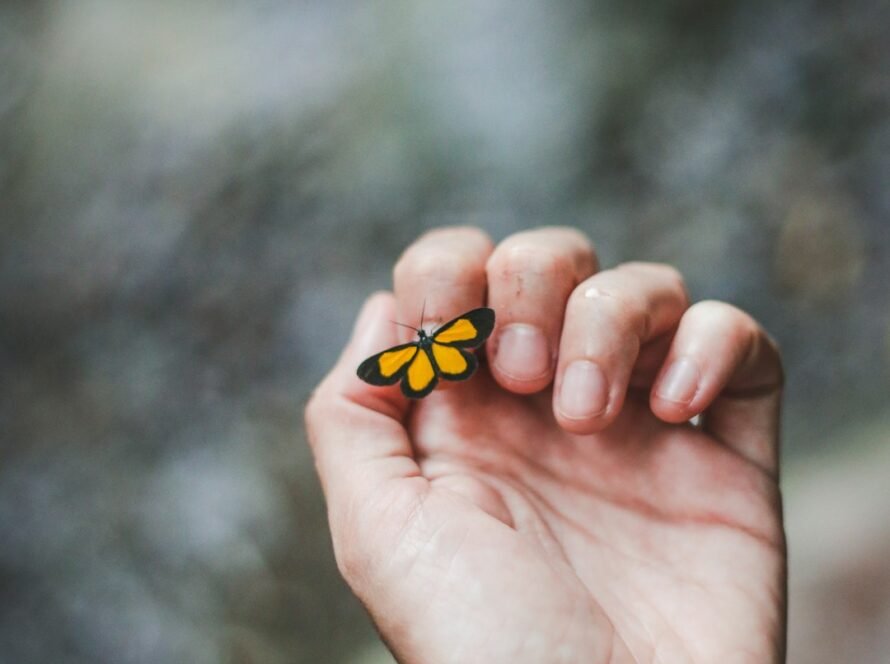 a hand holding a yellow and black butterfly