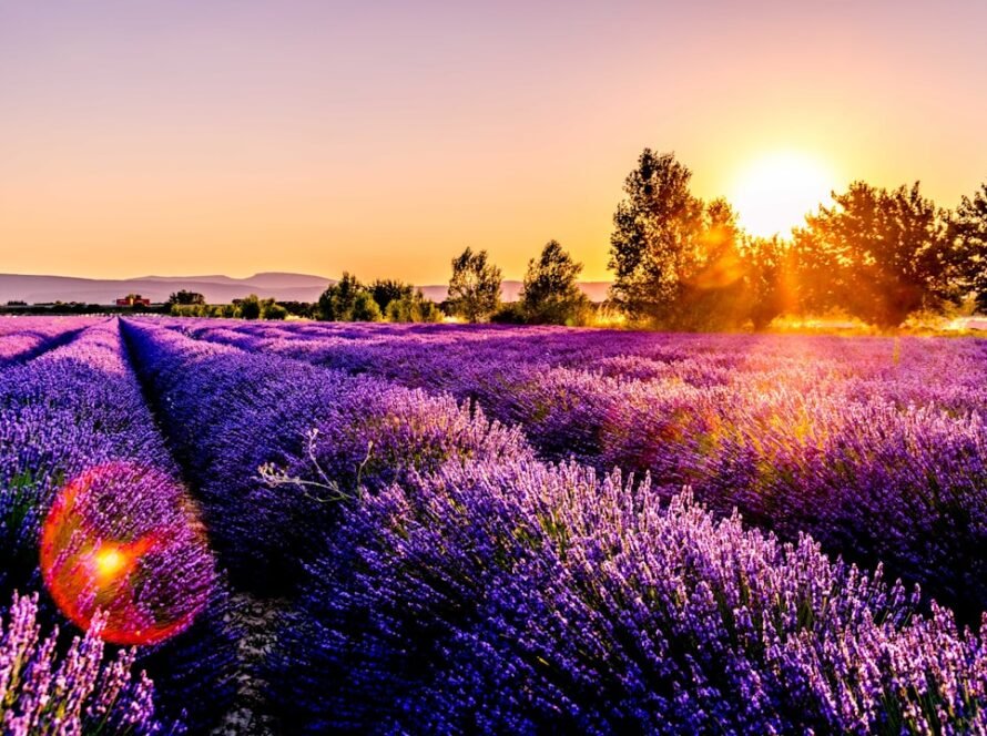 Photo Bing