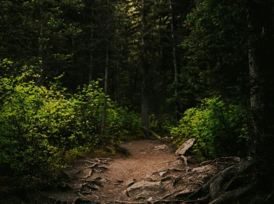 Path through a dense forest