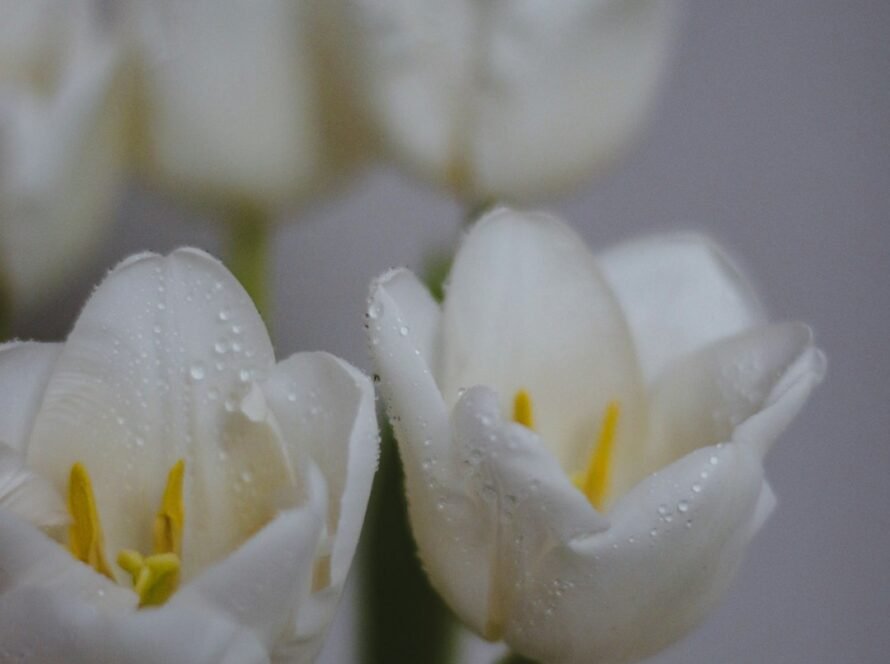 a group of white flowers