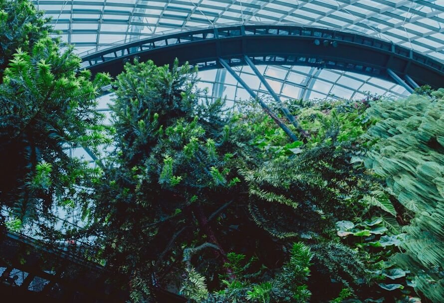 a green plants growing inside a glass ceiling
