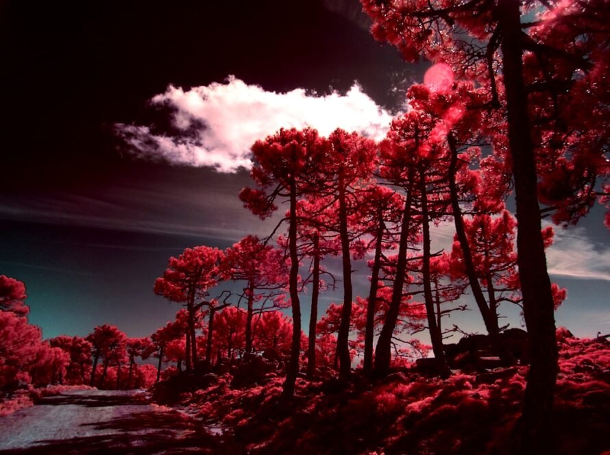 Photo Contrast