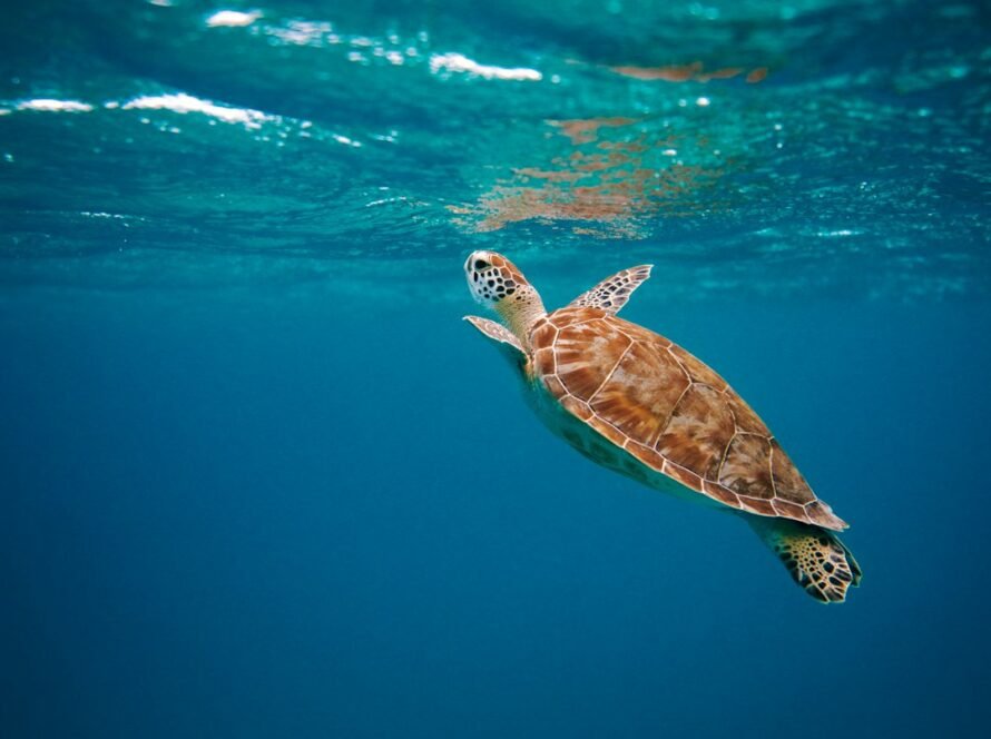 a turtle swimming in the water