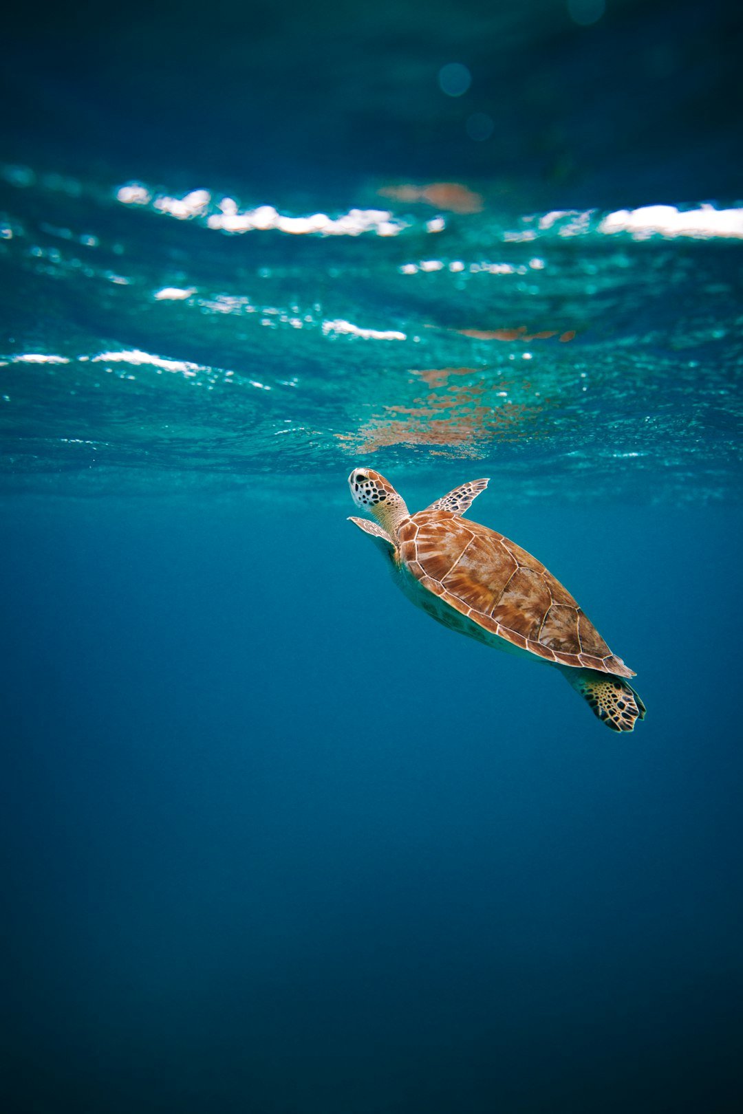 a turtle swimming in the water